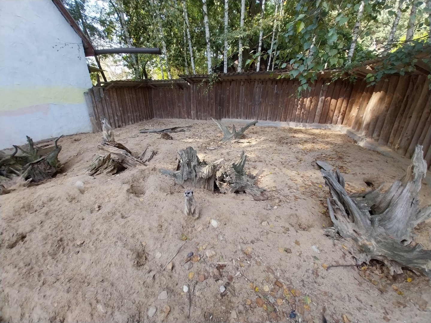 Zoo Lesne Zacisze (Lisow) - Meerkat (Suricata suricatta) enclosure