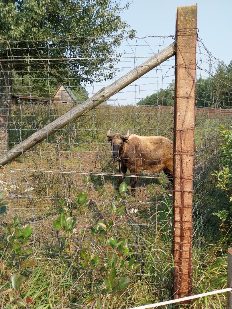 Zoo Lesne Zacisze (Lisow) - Mishmi Takin (Budorcas taxicolor taxicolor)