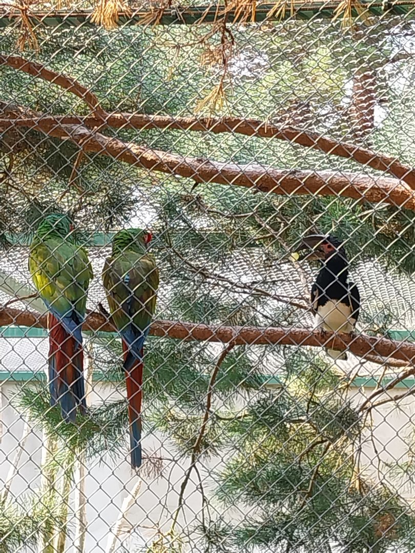 Zoo Lesne Zacisze (Lisow) - Mixed species aviary - Military Macaw (Ara militaris) and Trumpeter Hornbill (Bycanistes bucinator)