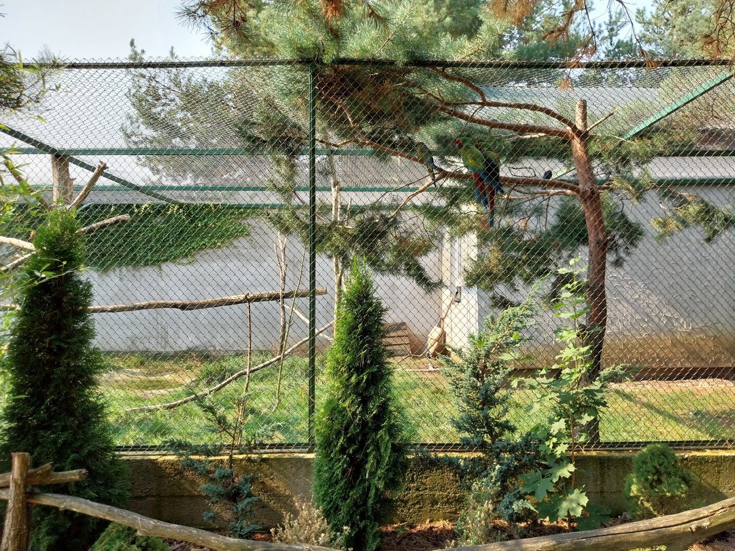 Zoo Lesne Zacisze (Lisow) - Mixed species aviary - Military Macaw (Ara militaris)