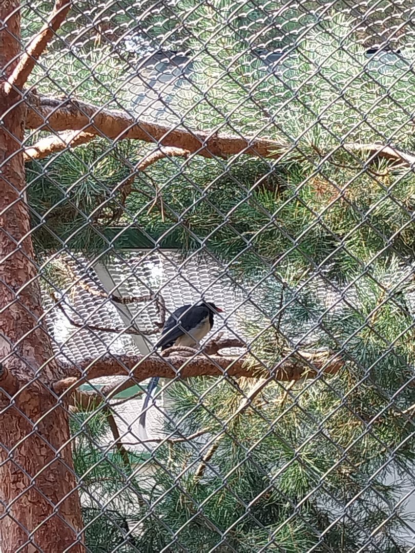 Zoo Lesne Zacisze (Lisow) - Mixed species aviary - Red-billed Blue Magpie (Urocissa erythroryncha)