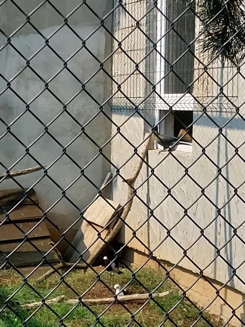 Zoo Lesne Zacisze (Lisow) - Mixed species aviary - White-cheeked Turaco (Menelikornis leucotis)