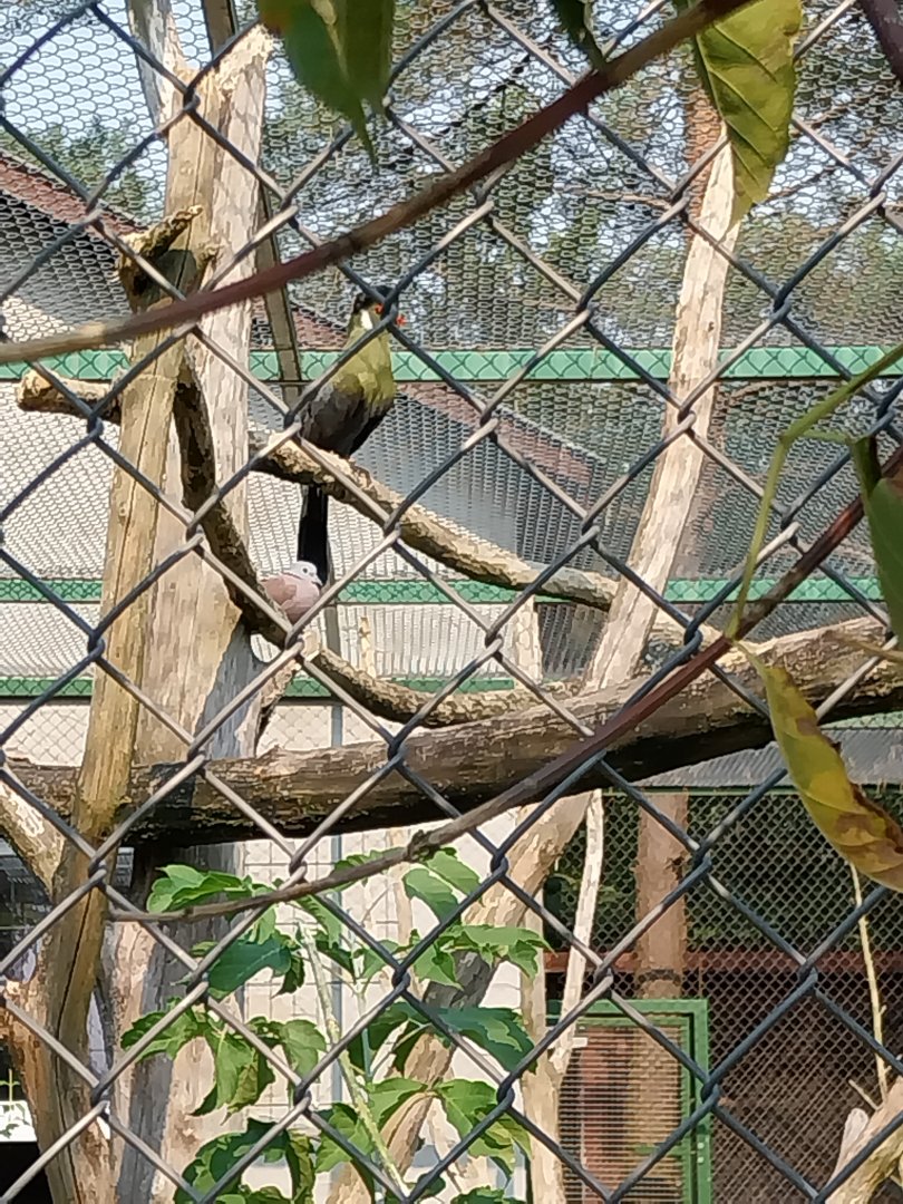 Zoo Lesne Zacisze (Lisow) - Mixed species aviary - White-cheeked turaco (Menelikornis leucotis)
