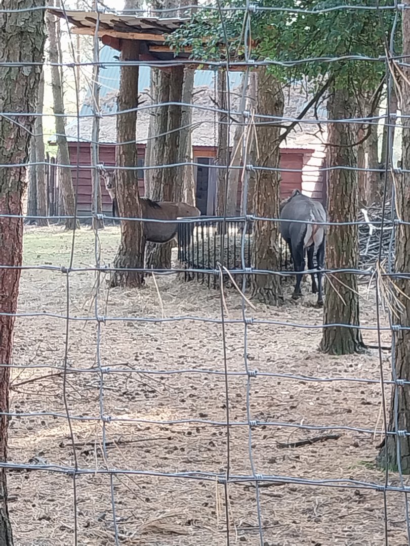 Zoo Lesne Zacisze (Lisow) - Nilgai (Boselaphus tragocamelus)