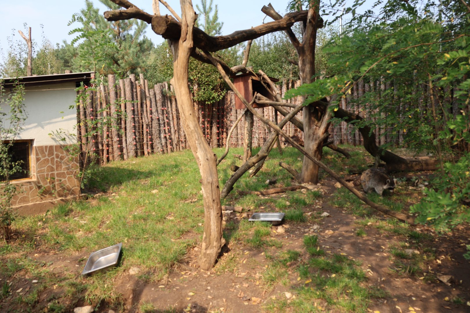 Zoo Lesne Zacisze (Lisow) - Northern Raccoon (Procyon lotor) enclosure