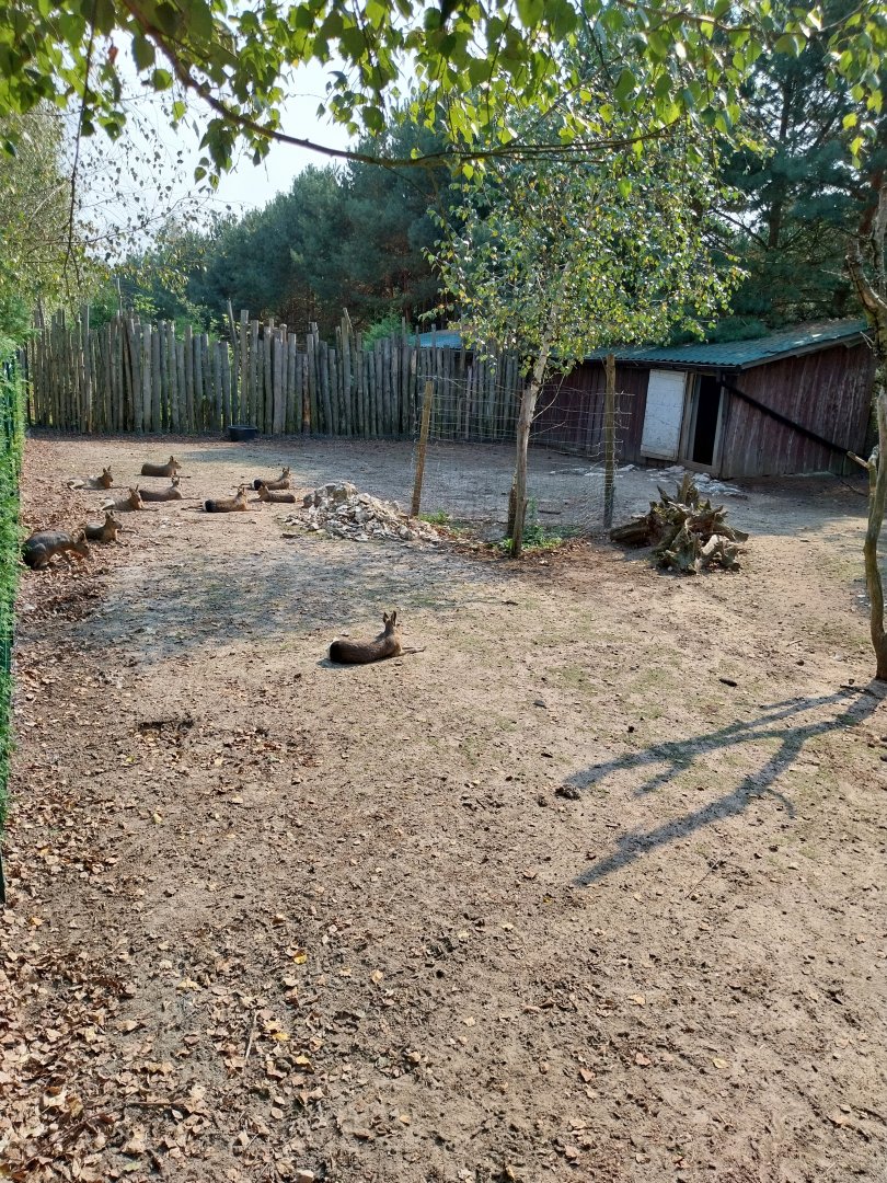 Zoo Lesne Zacisze (Lisow) - Patagonian mara (Dolichotis patagonum)