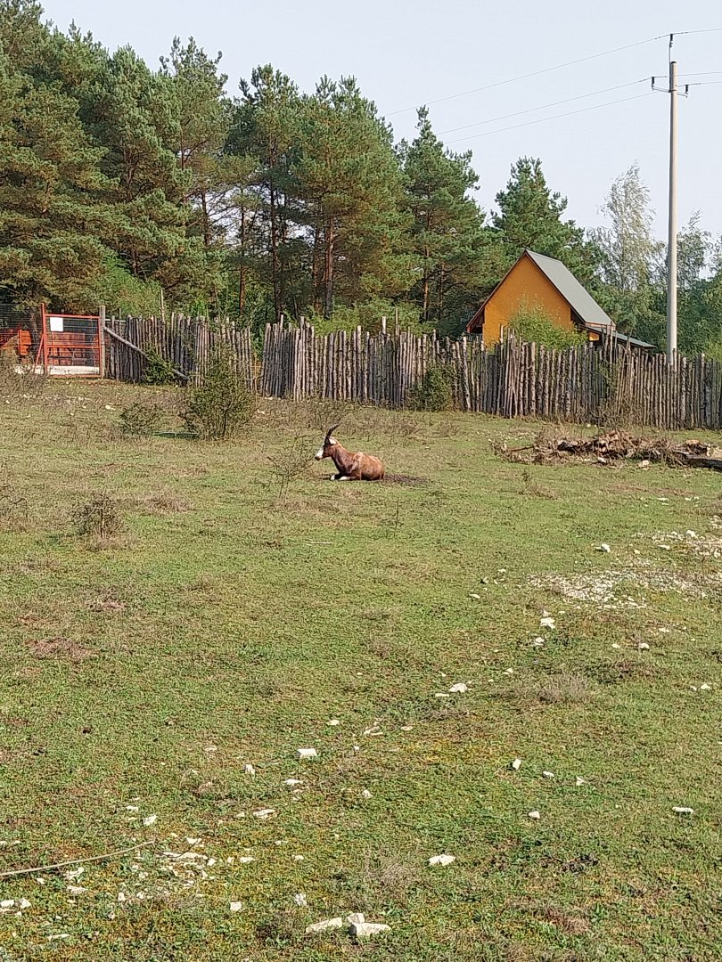 Zoo Lesne Zacisze (Lisow) - Pheasantry - Blesbok (Damaliscus pygargus phillipsi)
