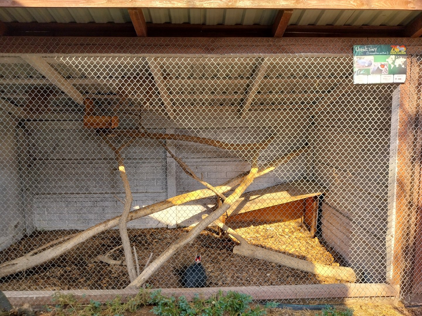 Zoo Lesne Zacisze (Lisow) - Pheasantry - Blue ear-pheasant (Crossoptiilon auritum) aviary