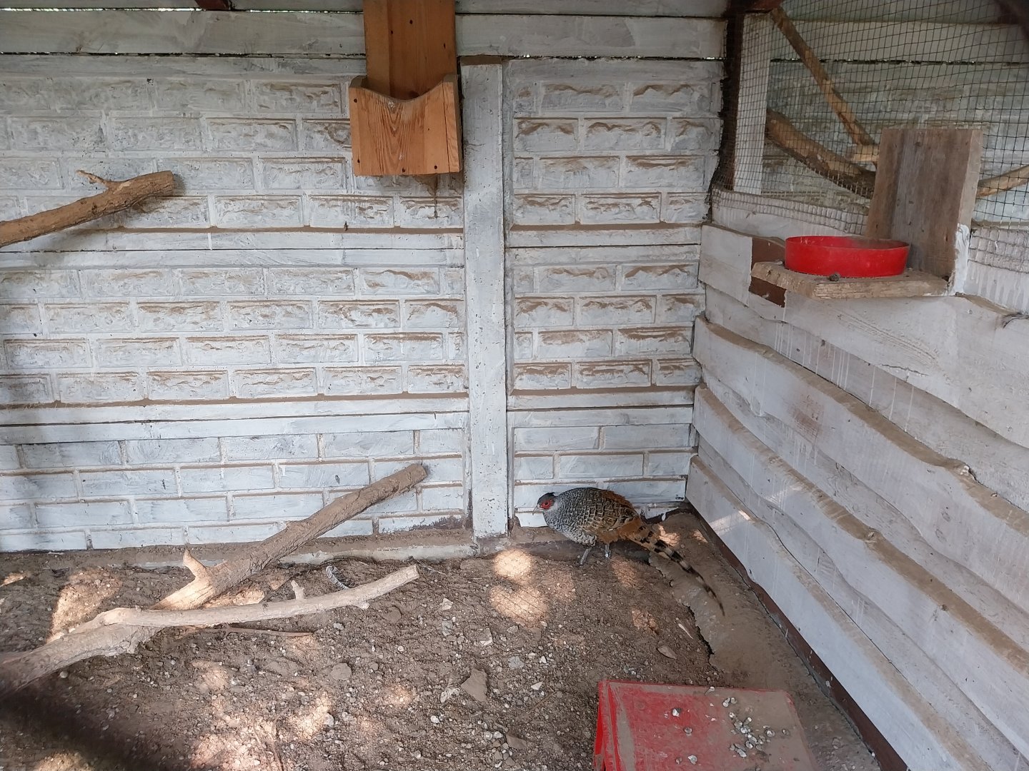 Zoo Lesne Zacisze (Lisow) - Pheasantry - Cheer Pheasant (Catreus wallichii) aviary