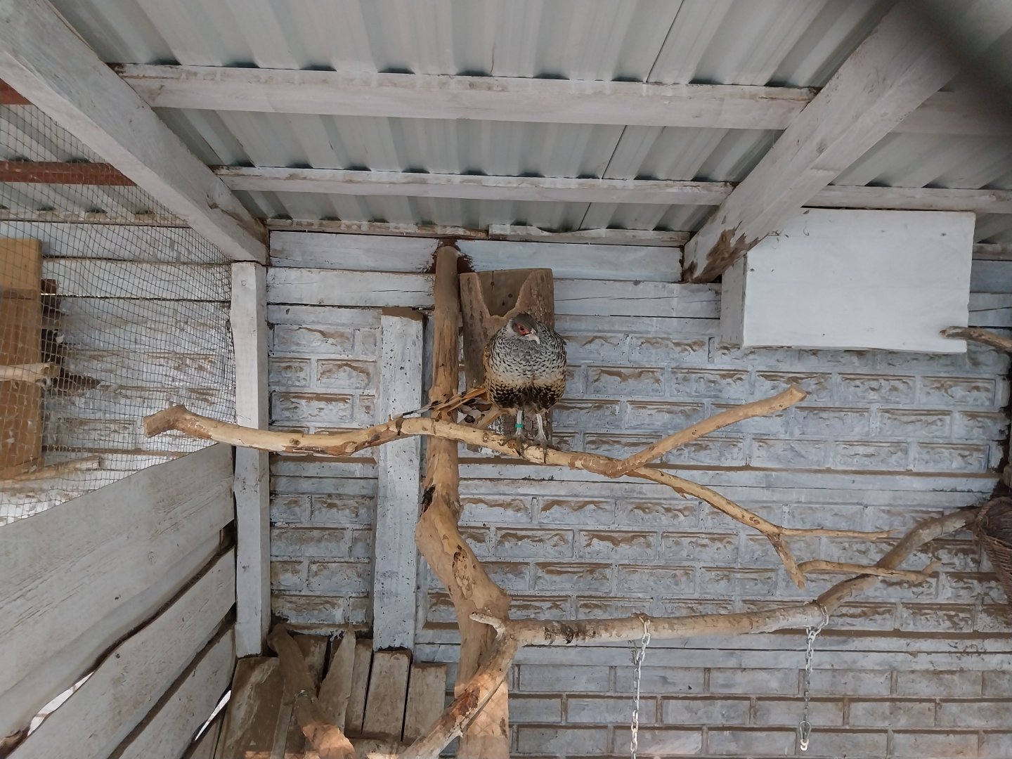 Zoo Lesne Zacisze (Lisow) - Pheasantry - Cheer Pheasant (Catreus wallichii) aviary