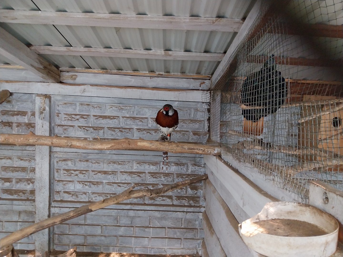 Zoo Lesne Zacisze (Lisow) - Pheasantry - Elliot's Pheasant (Syrmaticus ellioti) aviary