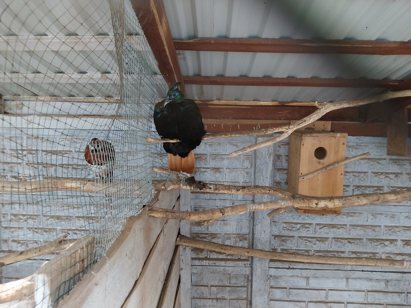 Zoo Lesne Zacisze (Lisow) - Pheasantry - Himalayan Monal (Lophophorus impejanus) aviary