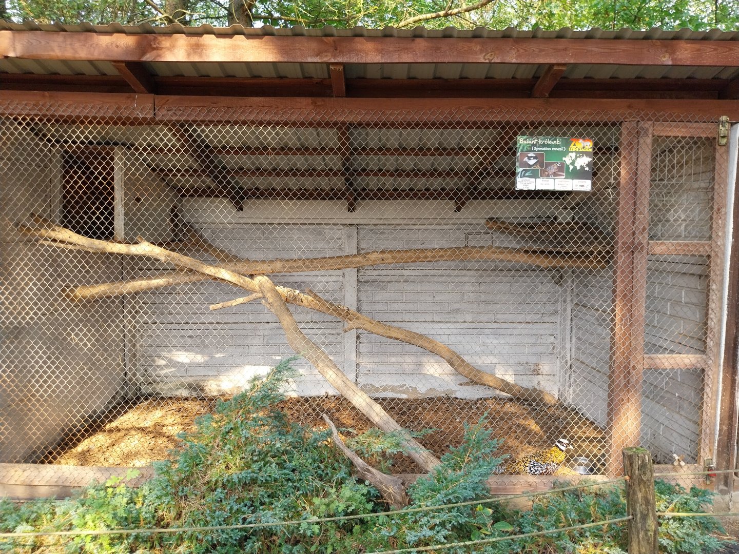Zoo Lesne Zacisze (Lisow) - Pheasantry - Reeve's Pheasant (Syrmaticus reevesii)) aviary