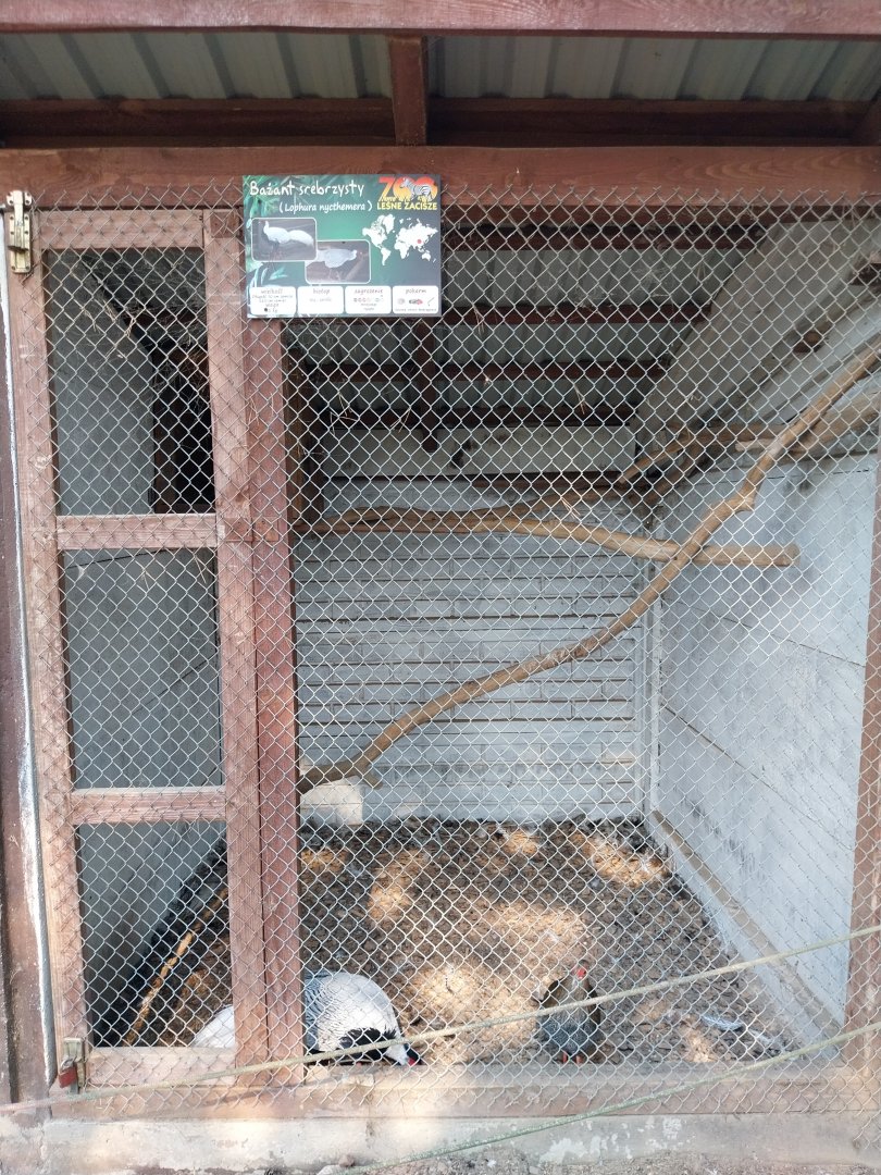Zoo Lesne Zacisze (Lisow) - Pheasantry - Silver Pheasant (Lophura nycthemera) aviary