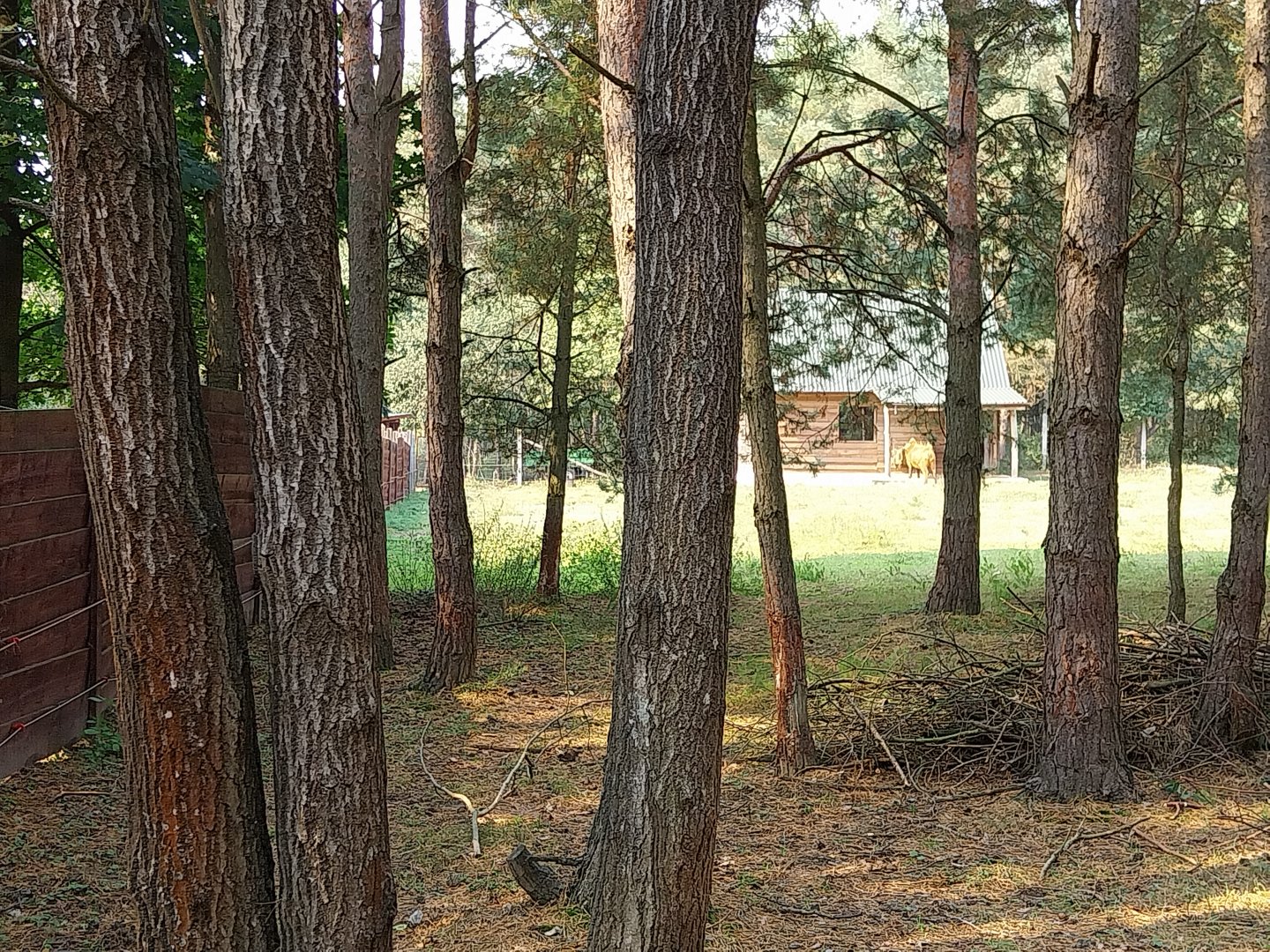 Zoo Lesne Zacisze (Lisow) - Red Forrest Buffalo (Syncerus caffer nanus)