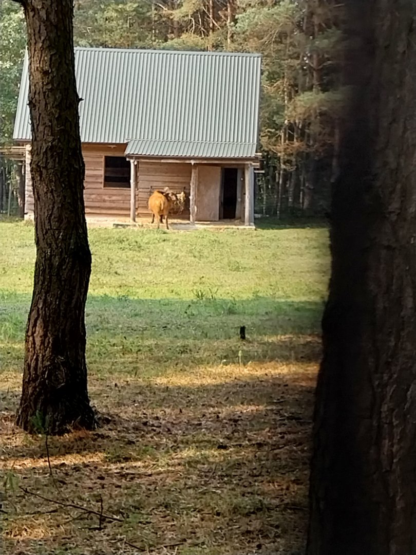 Zoo Lesne Zacisze (Lisow) - Red Forrest Buffalo (Syncerus caffer nanus)