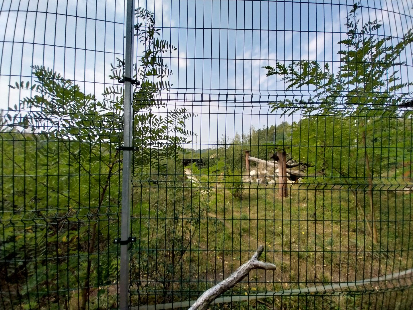 Zoo Lesne Zacisze (Lisow) - Serval (Leptailurus serval) enclosure