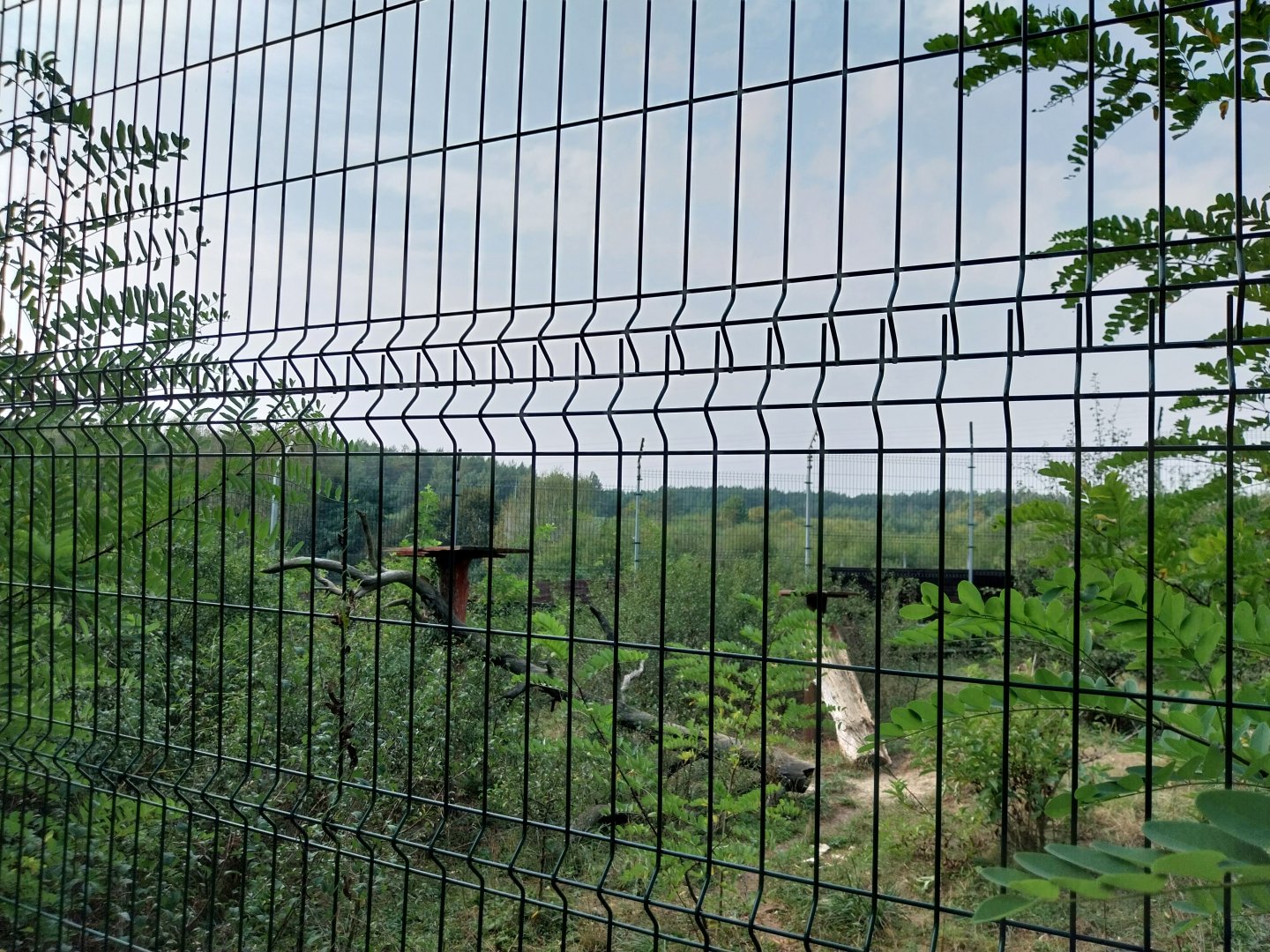 Zoo Lesne Zacisze (Lisow) - Serval (Leptailurus serval) enclosure
