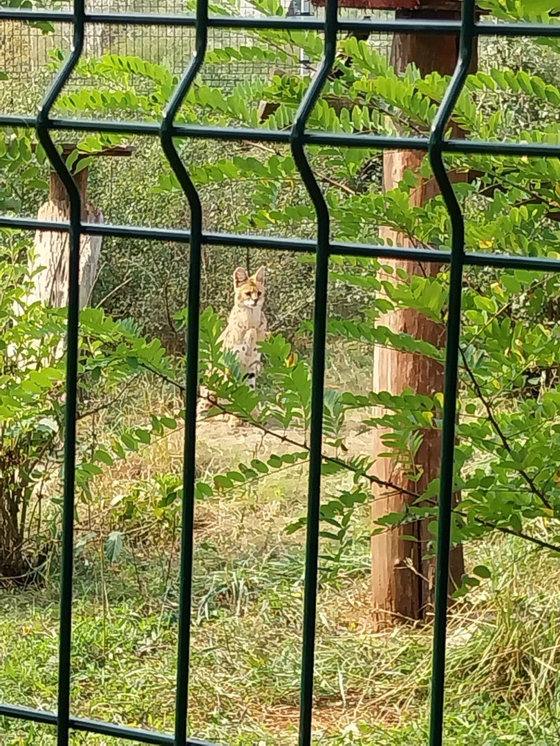 Zoo Lesne Zacisze (Lisow) - Serval (Leptailurus serval)