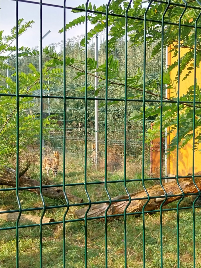 Zoo Lesne Zacisze (Lisow) - Serval (Leptailurus serval)