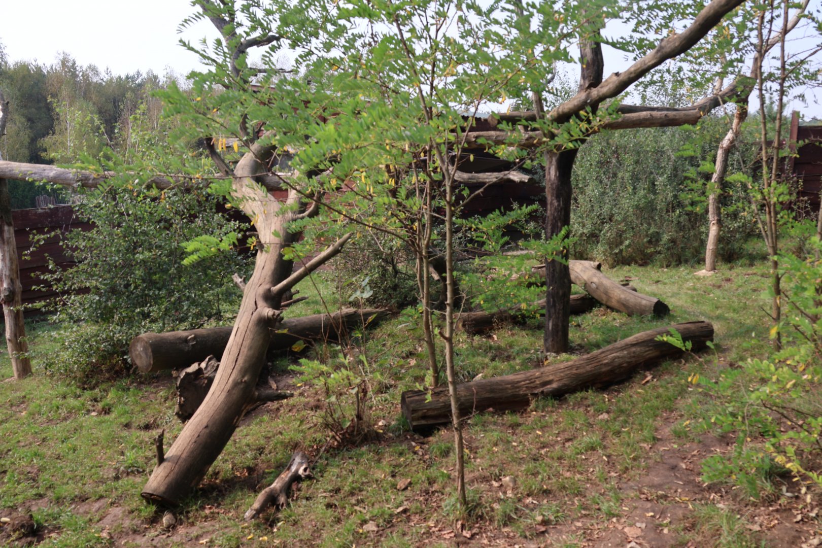 Zoo Lesne Zacisze (Lisow) - South American Coati enclosure