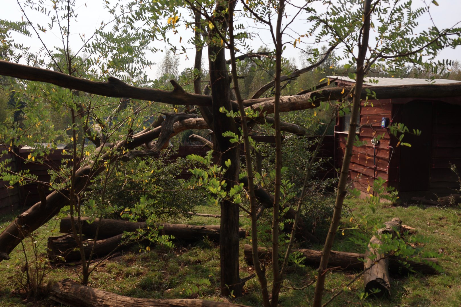 Zoo Lesne Zacisze (Lisow) - South American Coati enclosure