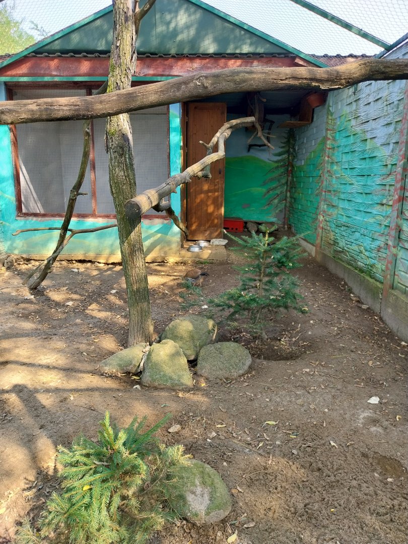 Zoo Lesne Zacisze (Lisow) - Sri Lankan Junglefowl (Gallus lafayettii)