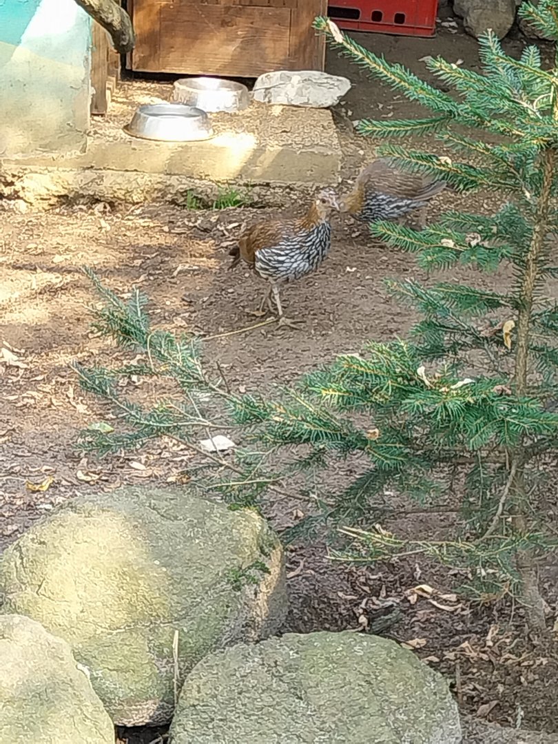 Zoo Lesne Zacisze (Lisow) - Sri Lankan Junglefowl (Gallus lafayettii)