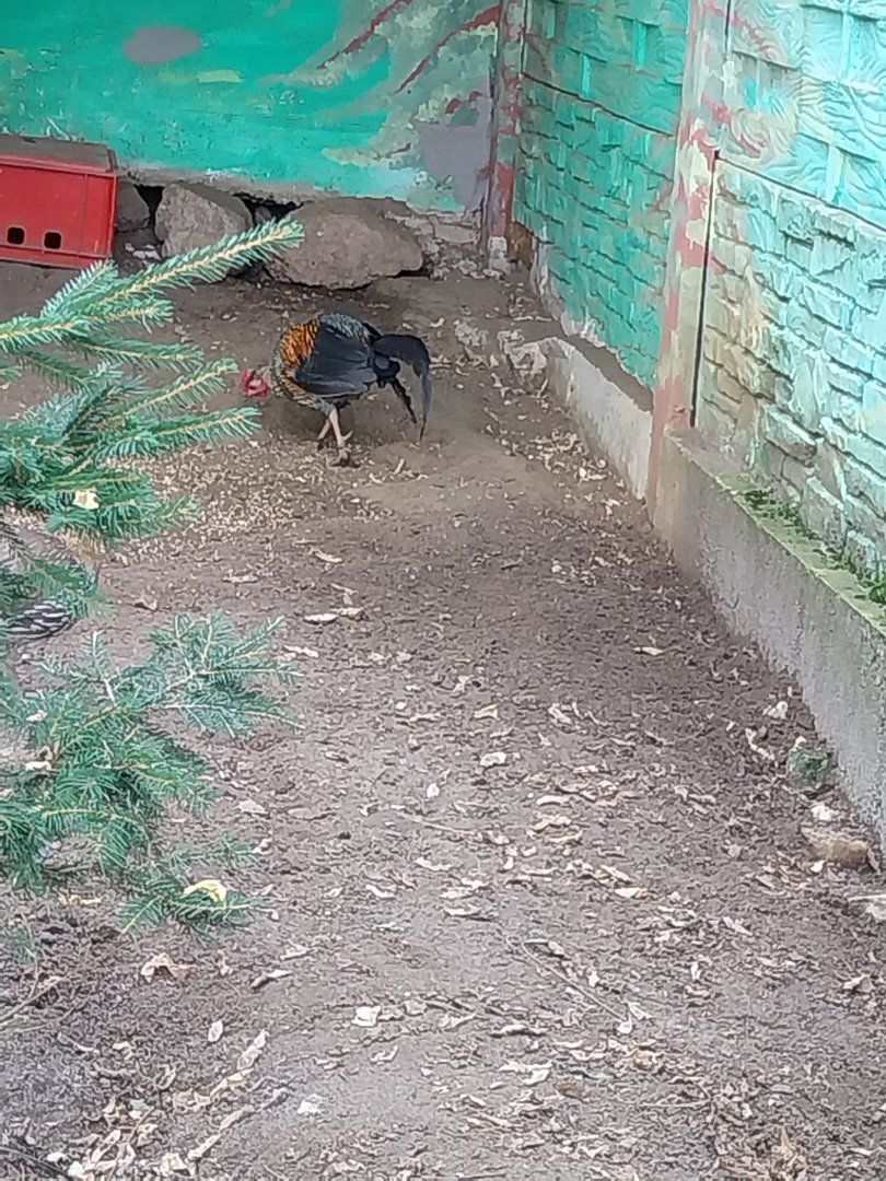 Zoo Lesne Zacisze (Lisow) - Sri Lankan Junglefowl (Gallus lafayettii)