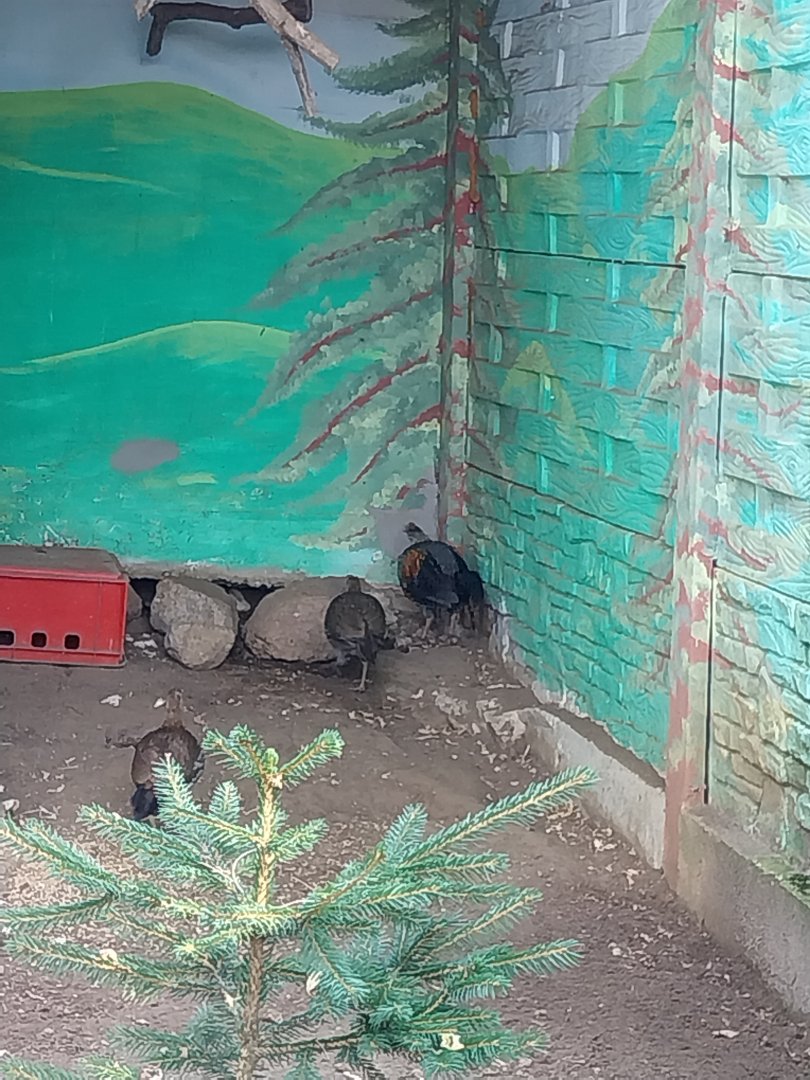 Zoo Lesne Zacisze (Lisow) - Sri Lankan Junglefowl (Gallus lafayettii)