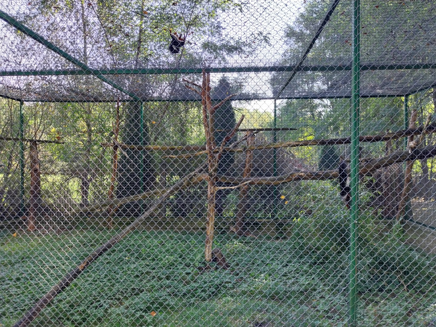 Zoo Lesne Zacisze (Lisow) - Sumatran Prevost's Squirrel (Callosciurus prevostii rafflesi)