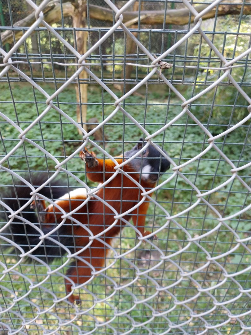 Zoo Lesne Zacisze (Lisow) - Sumatran Prevost's Squirrel (Callosciurus prevostii rafflesi)
