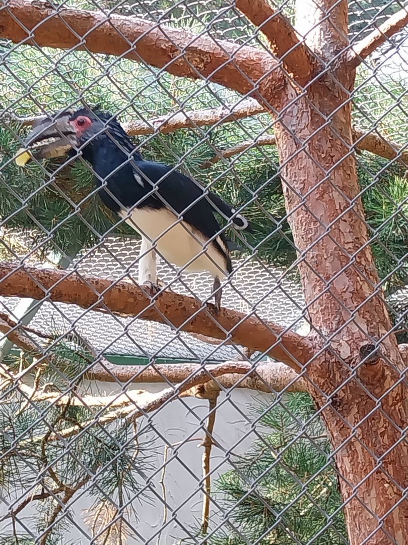 Zoo Lesne Zacisze (Lisow) - Trumepter Hornbill (Bycanistes bucinator)