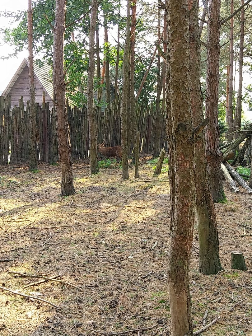 Zoo Lesne Zacisze (Lisow) - Vietnamese Sika Deer (Cervus nippon pseudaxis)