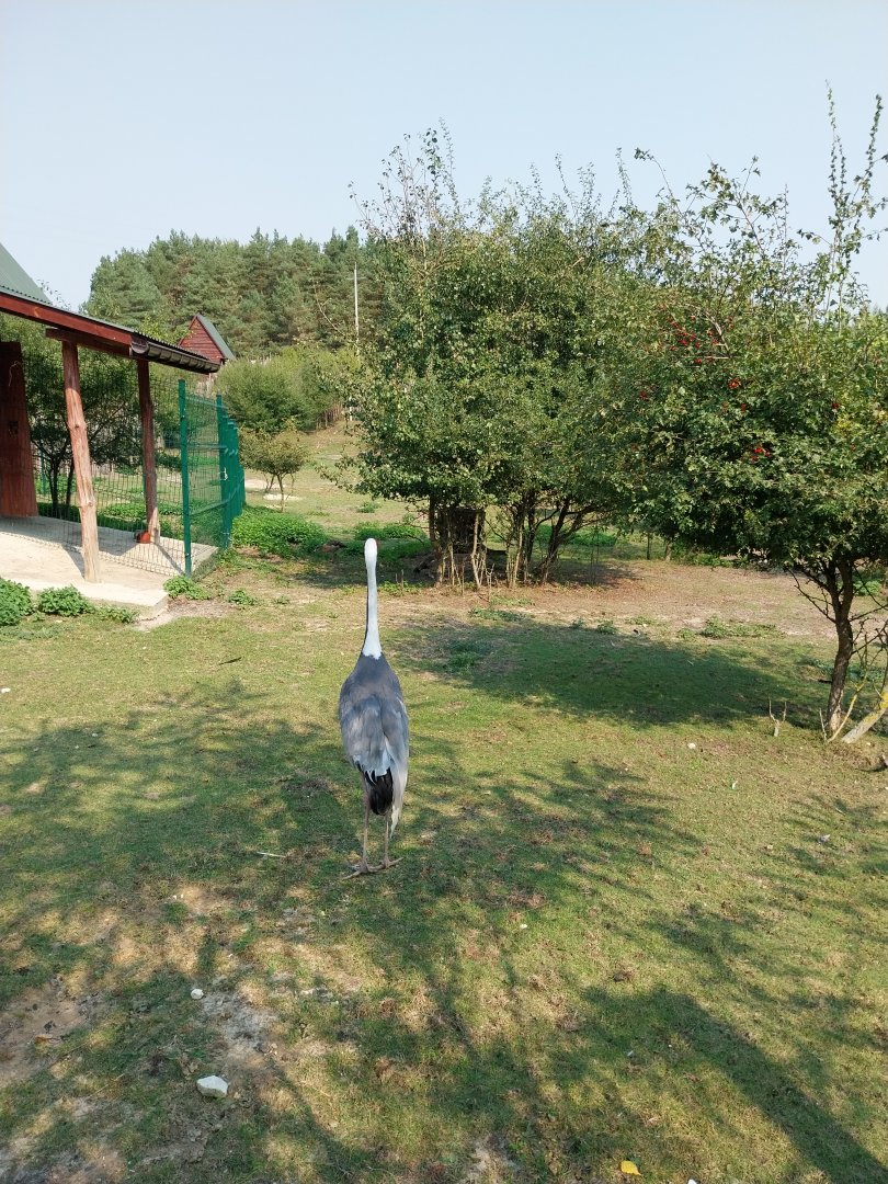 Zoo Lesne Zacisze (Lisow) - White-naped crane (Antigone vipio)
