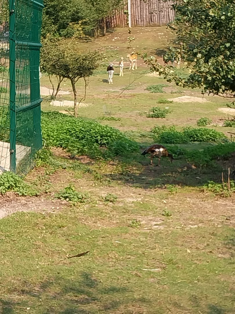 Zoo Lesne Zacisze (Lisow) - White-naped crane, Blackbuck and Egyptian Goose enclosure