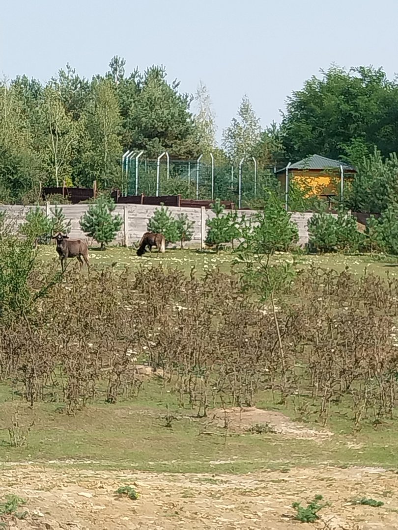 Zoo Lesne Zacisze (Lisow) - White-tailed Wildebeest (Connochaetes gnou)