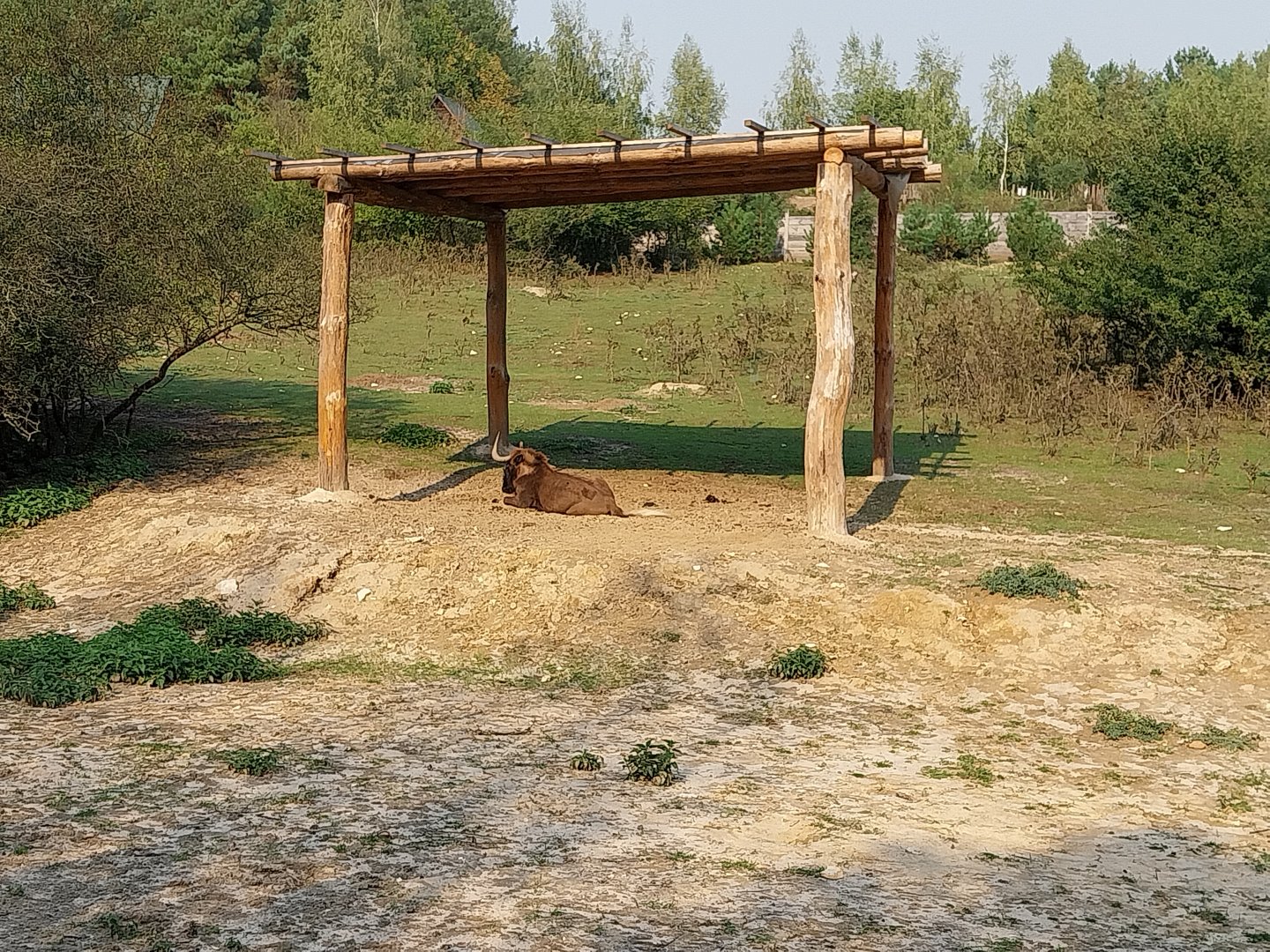 Zoo Lesne Zacisze (Lisow) - White-tailed WIldebeest (Connochaetes gnou)