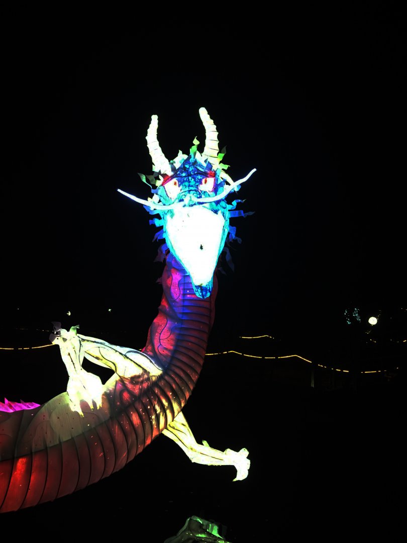 Zoo Lights 40 Foot Lighted Dragon