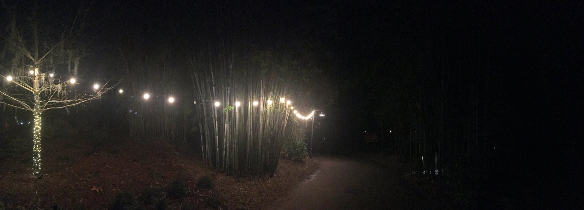 Zoo Lights Bamboo Trail