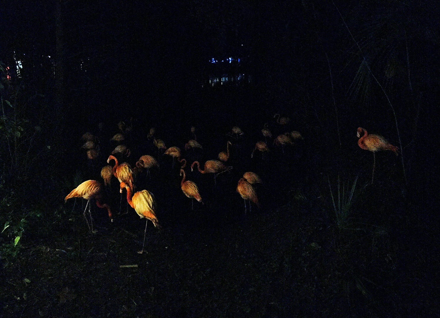 Zoo Lights Caribbean Flamingos