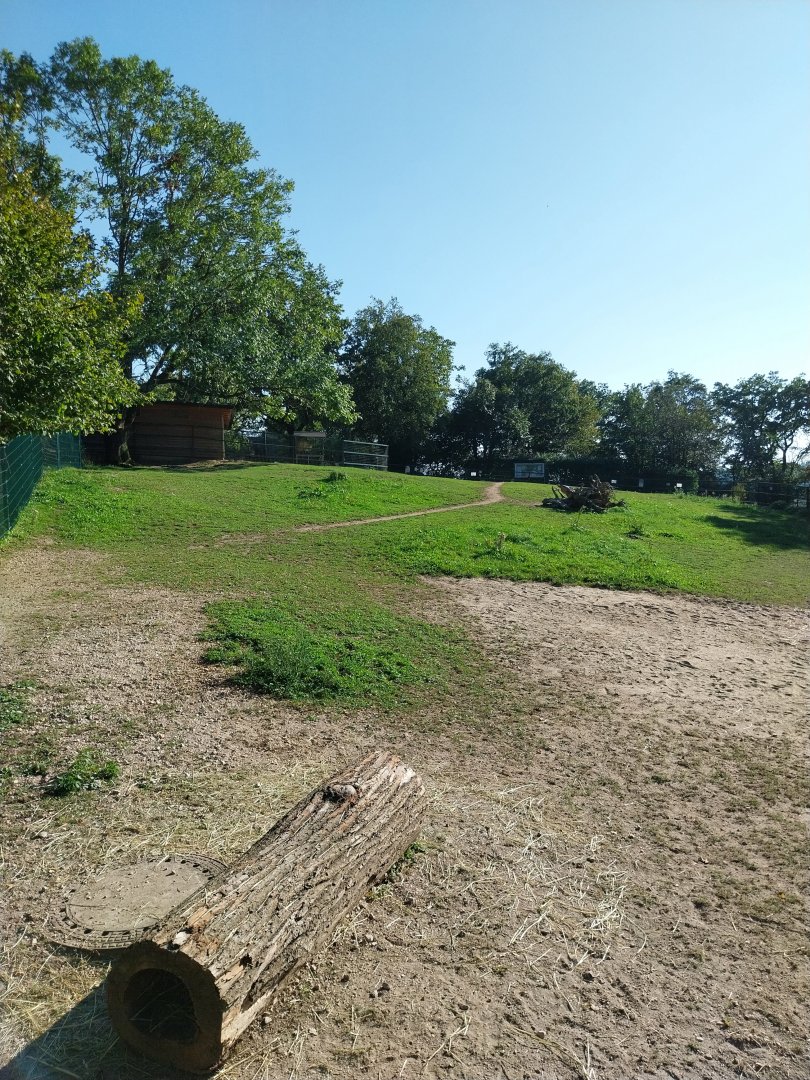 Zoo Linz - Chapman's zebra enclosure