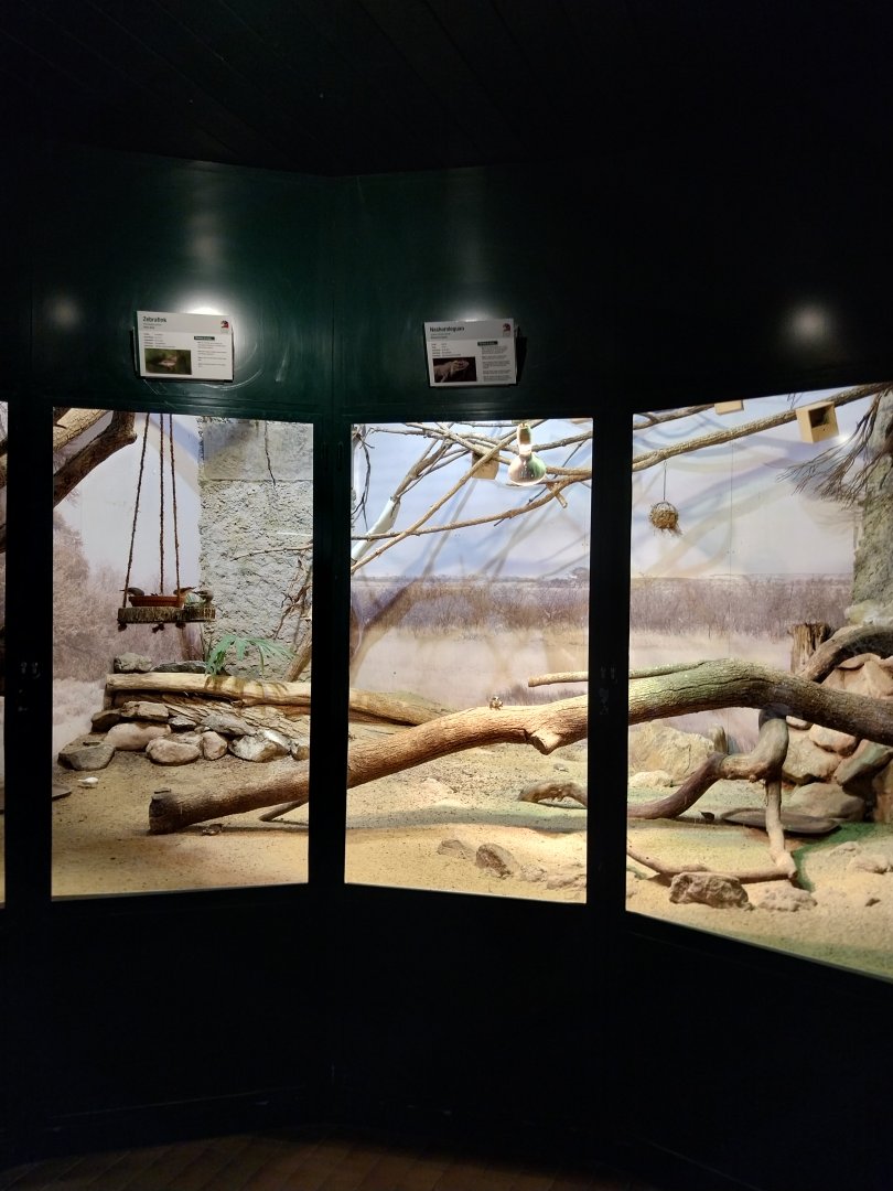 Zoo Linz - Haus der Artenvielfalt - Hispanolian rhinoceros iguana and Australian zebra finch enclosure