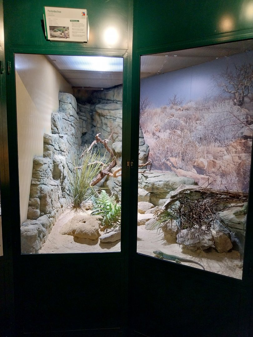 Zoo Linz - Haus der Artenvielfalt - Ocellated lizard enclosure