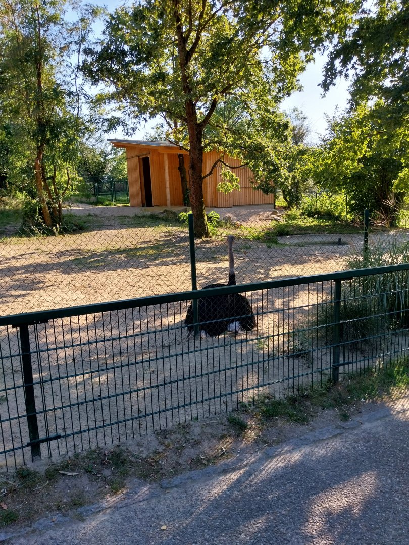 Zoo Linz - South African ostrich (Struthio camelus australis)