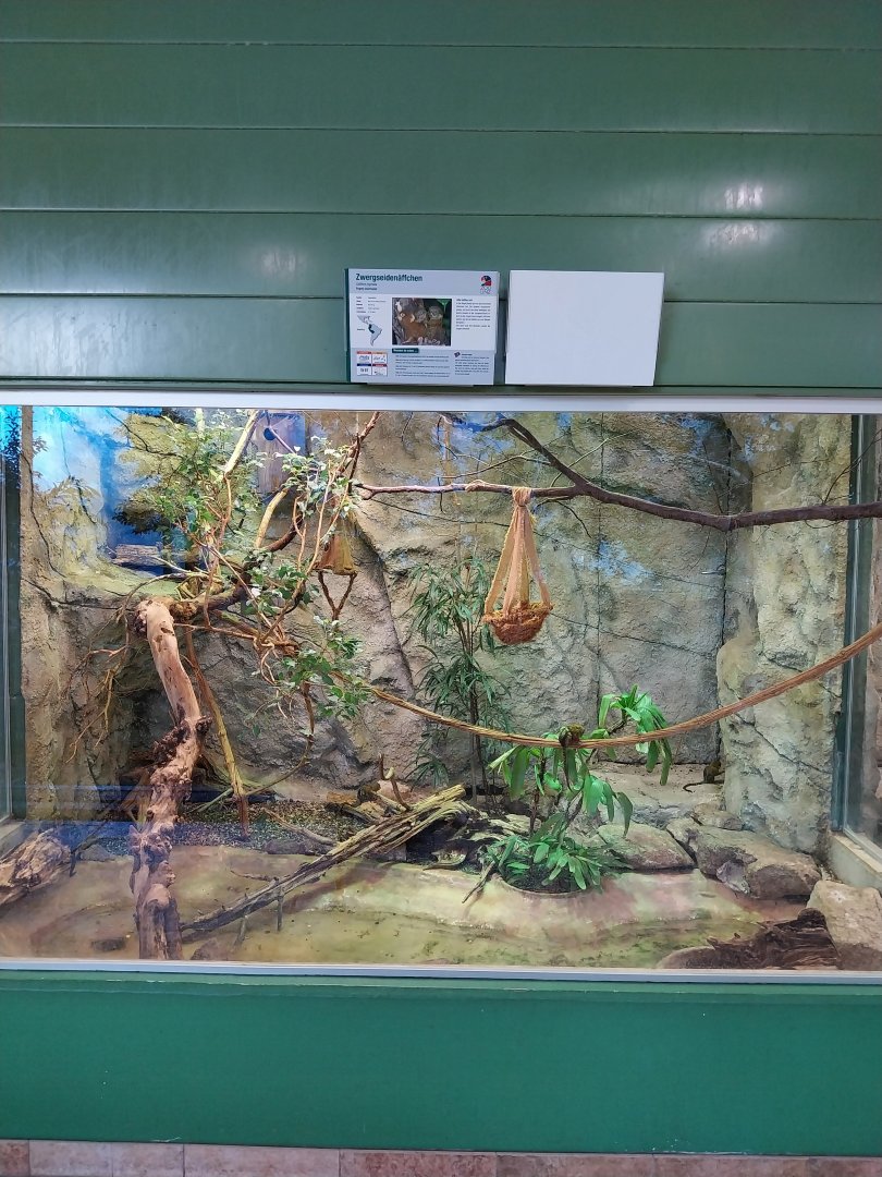 Zoo Linz - Tropenhaus - Pygmy marmoset enclosure