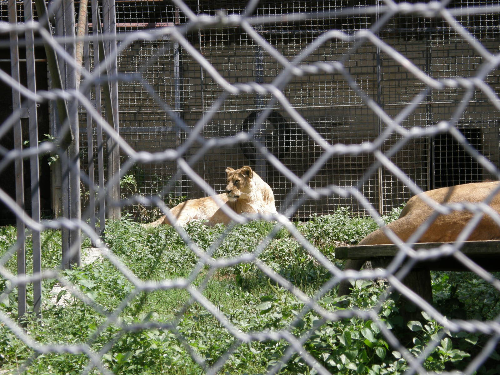 ZOO Ljubljana - African lioness