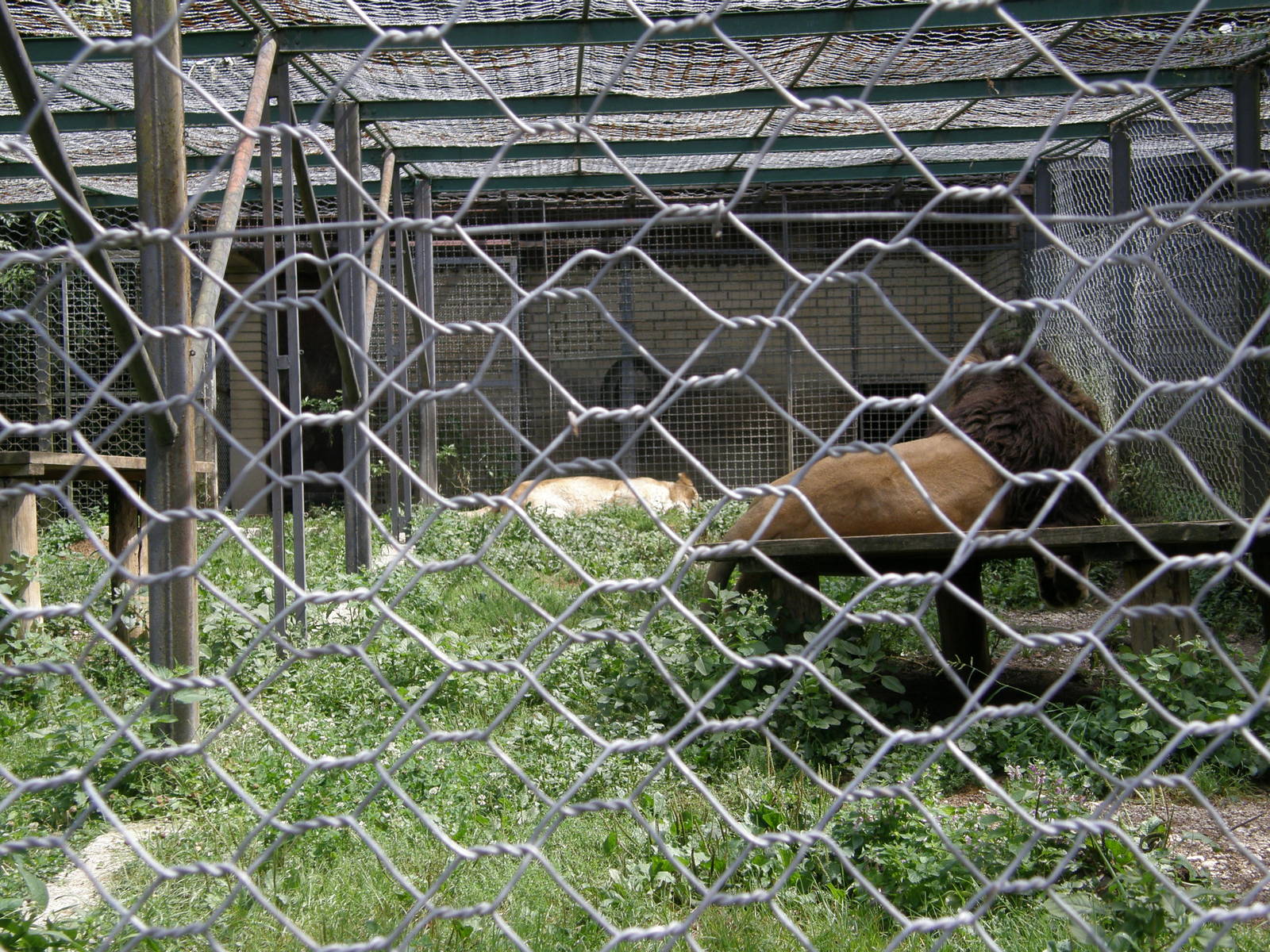 ZOO Ljubljana - African lions