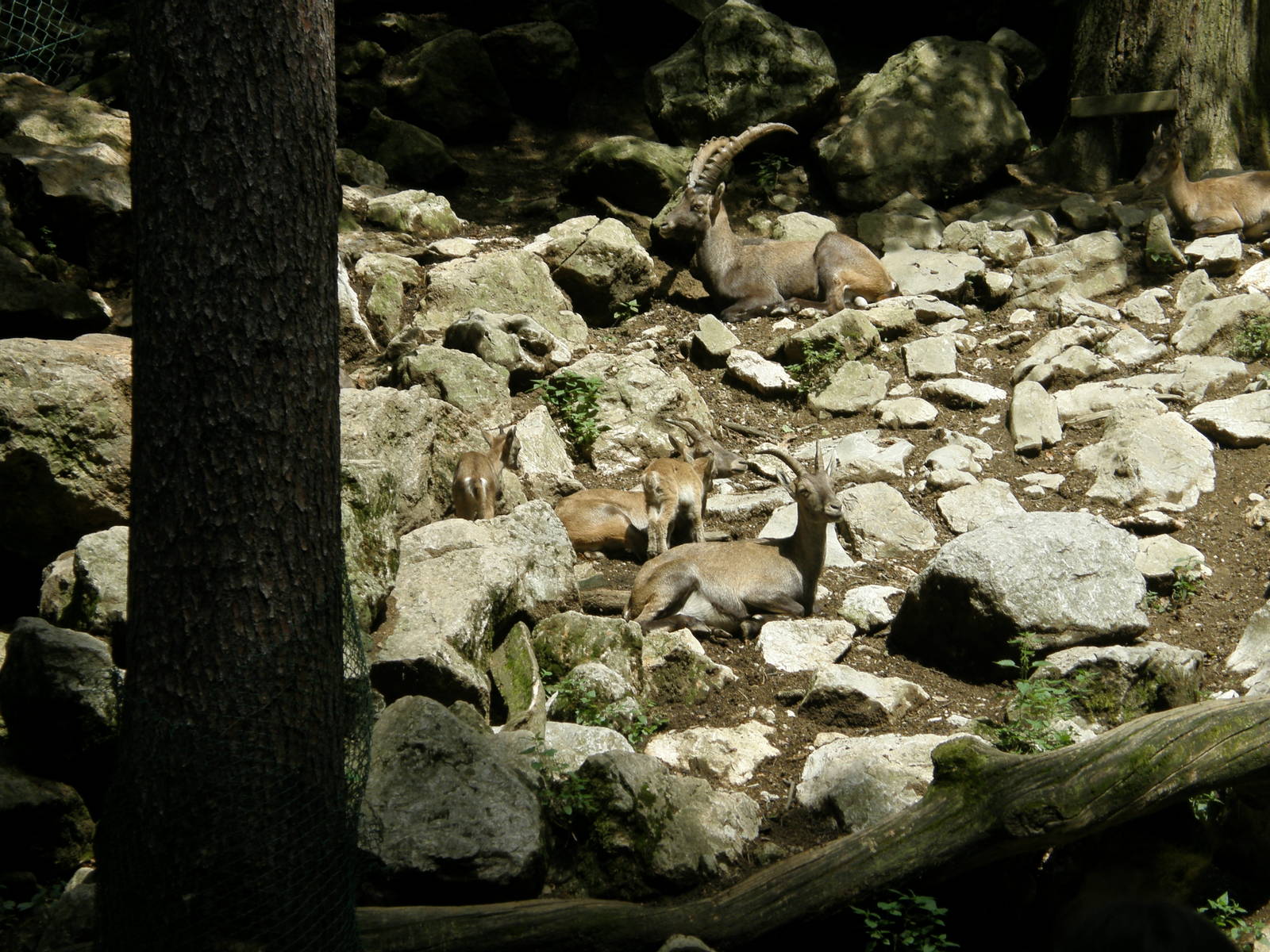 ZOO Ljubljana - Alpine Ibex