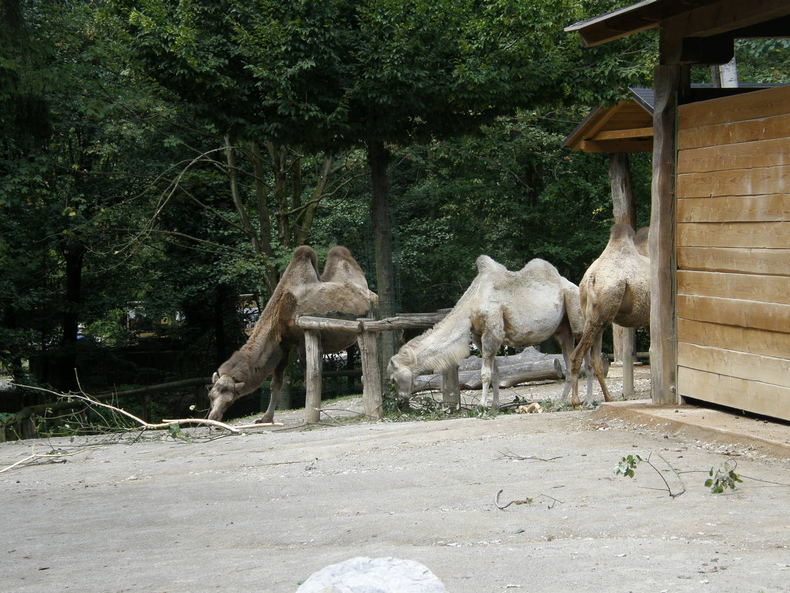 ZOO Ljubljana - Bactrian camels